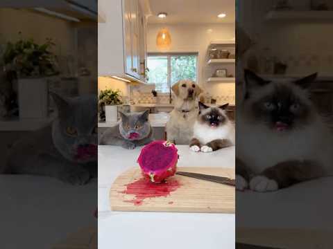 Busted! Dragon Fruit Lips & a False Dog Accusation 😼😼👉🐕🔴