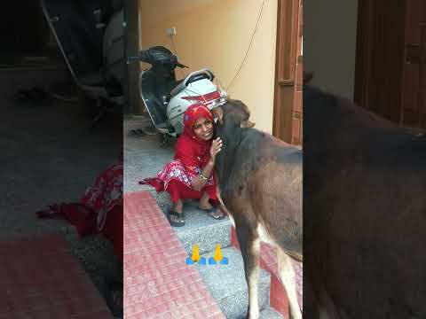 man mein basa kar 🥰🙏 #love #sorts #bhakti #shyam #shyamjibhakti #song #laddu #shyamkripa 🙏🙏🥰🌹💕🙏🙏🙏🙏