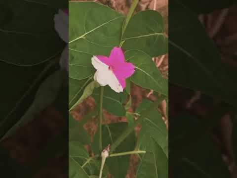 আসলে কার বাড়ি😍❤️#মিজানুর_রহমান_আজহারী_ওয়াজ #islamicstatus #shorts #youtubeshorts#viral #waz