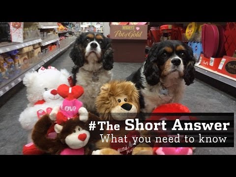 Are You Being Cheap on Valentine's Day? | #TheShortAnswer w/Jason
Bellini