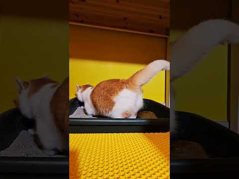 600, 깔끔냥이 봄 (손 털면서 정리하는거 볼때마다 웃김)ㅎㅎ ^^ #먼치킨 #브리티시숏헤어 #고양이 #cat