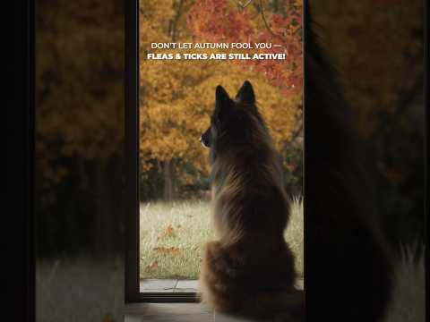 Don’t Be Fooled — Fleas & Ticks Don’t Take a Fall Break! #fleas