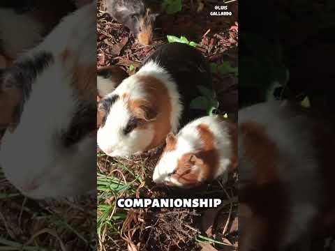 Is a guinea pig a good pet? #shorts #animals #animalkingdom #guineapig #pets #cuteanimals