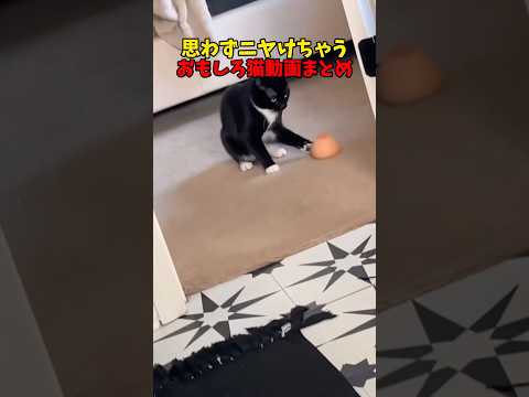 猫の動画サムネイル - 口角がグングン↑↑ #猫 #cat #cats #cute