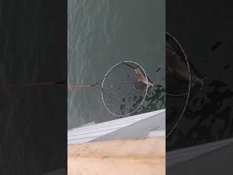 Horn shark ( catch & released ) video thumbnail