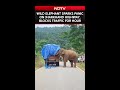 Wild Elephant Sparks Panic on Jharkhand Highway, Blocks Traffic for Hours