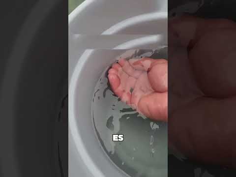 Este Pez Es Invisible 🤯❤️