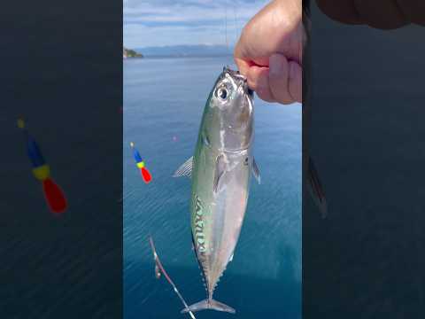 カツオ釣りが楽しすぎて、美味すぎる!#釣り #fishing #釣り好きと繋がりたい #釣り部