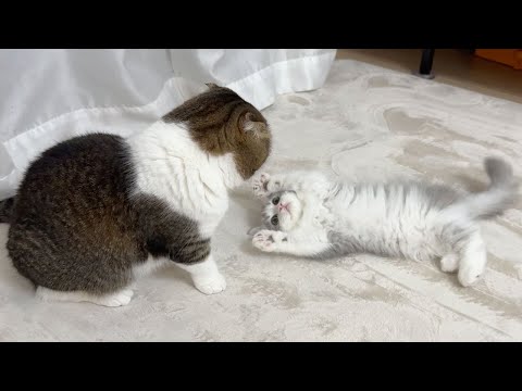 初めて子猫がボス猫にからみに行ったらこうなった…w