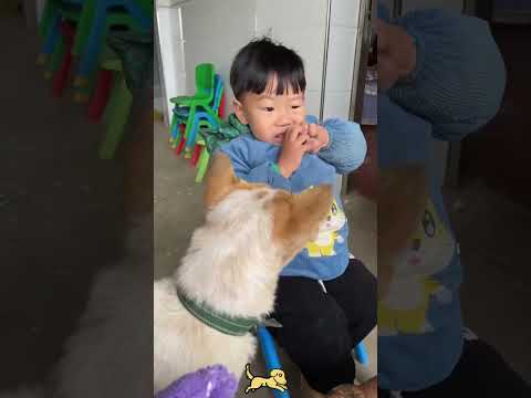 Dogs Steals Food From Kids#dogstealsfood #dogsnatch #dog #dogs #dogsoftiktok #baby #foryou