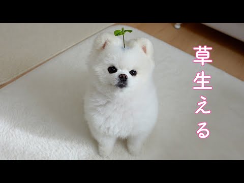 頭から草が生えてしまったポメラニアン