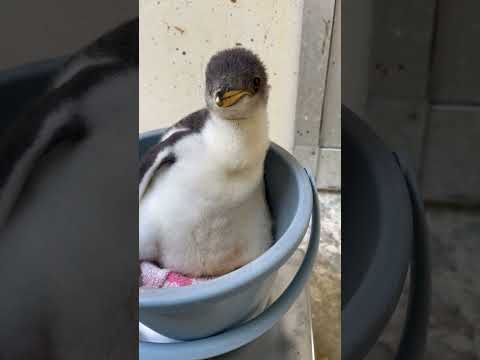 猫の動画サムネイル - 6/2ふ化🐣ジェンツーペンギン生後22日目