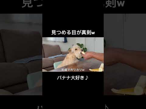 愛犬の見つめる目が可愛いw