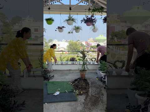 Arranging my terrace garden pots and stands #gardenplants #garden #plants #gardenideas #gardentour