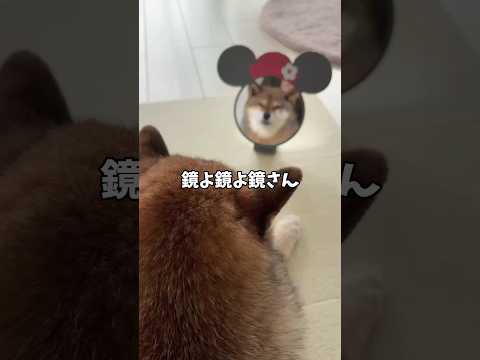 あなたにぴったりの美しい柴犬を見つけるポイント サムネイル