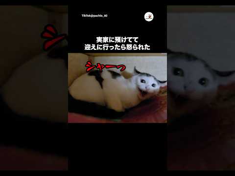 アメリカンカールのぱちおくんが激おこ！ちょっと怒ったかわいい瞬間の秘密 サムネイル