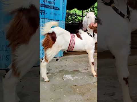 Sirohi bakra 🖤 #Anish gold forms#bakraeid #animals #bakar #short #video #youtube