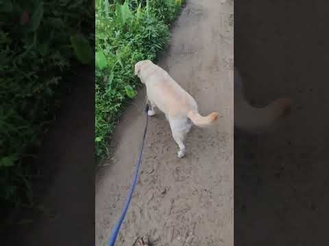 Stress reliever.....Laramol ❤️ @babithasanudas #labrador #petparents #trendingshorts #dailyvlog