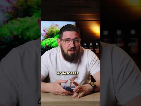 Is it true, Josh and Luca?🤨 #ad #greenaqua #aquascaping #aquascape #plantedtank #amazingnature #shortsvideo #fish #shortvideo #plant