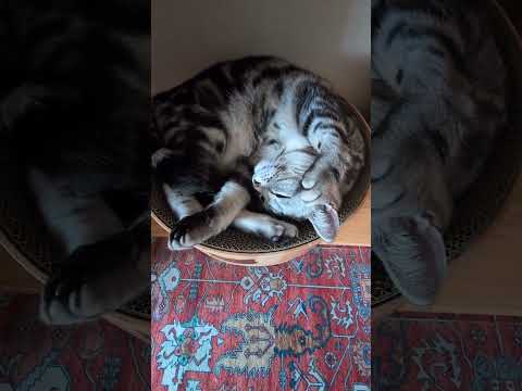 猫の動画サムネイル - アメショーのラッテ#アメリカンショートヘア #アメショー #cat #猫との暮らし #猫と暮らす家