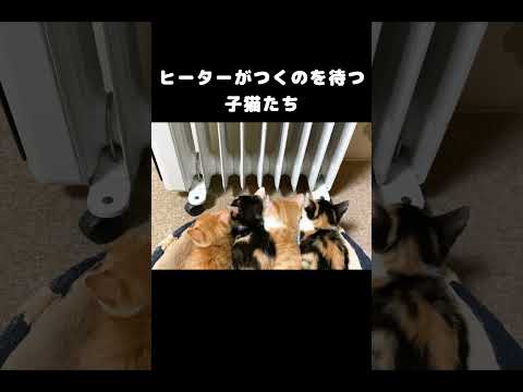 ヒーターがつくのを待つ子猫たち #保護子猫