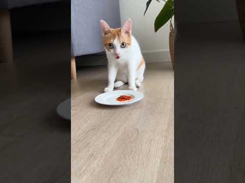 cat eat spicy