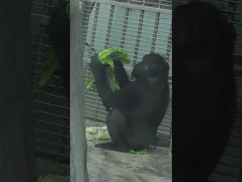little #gorilla Jabali 4y8m old. dinner。Taipei Zoo #shorts 台北市立動物園。呷佰二. 室內晚餐。7-5 サムネイル