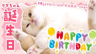 【猫/カメラ付き】クマちゃんの10歳の誕生日会🐱🎂 Happy birthday kuma 10 years old🎉 【あやみ】