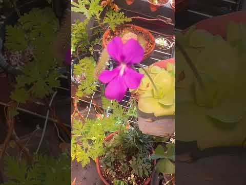 September plant favourite - Ping/butterwort #flowers #plants #plantgrowgood #2025 #september