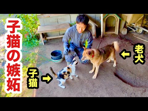 老犬に嫉妬する子猫はこうなります