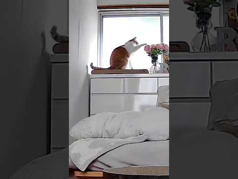 爆速で花をドリブルする猫 #元野良猫チャチャ #ネコ #ねこ #猫 #猫武将