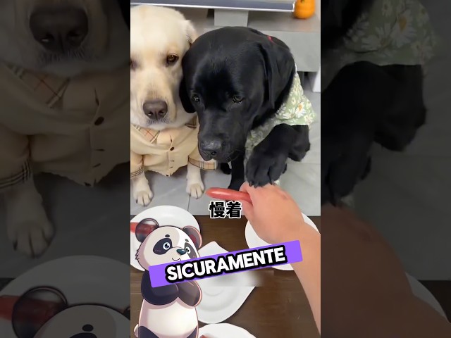 Frego i miei cani con delle salsicce!😱 #virale