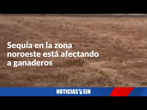 Sequía en zona noroeste está afectando a ganaderos