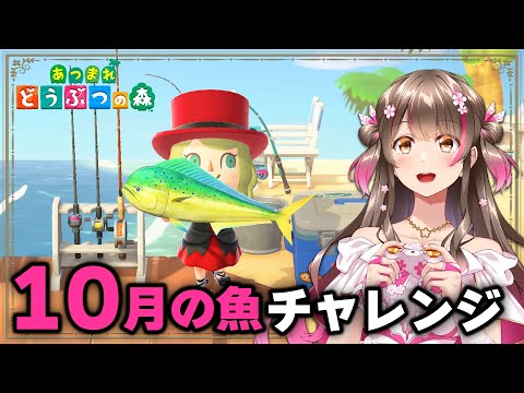 【あつ森】撒き餌200個で10月の魚をコンプできるか？！10月の魚釣りチャレンジ！【あつまれどうぶつの森 ライブ】