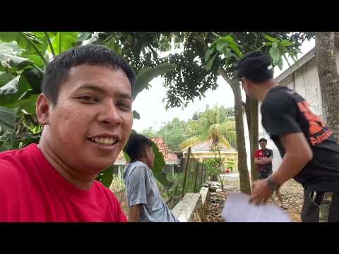 Latian mikoplo anci rai gedek ndas tank babak telur part 4