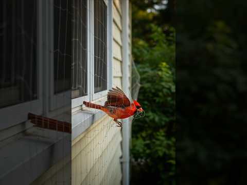 A Kind Dog and A Man Saved a Bird. The Next Day, The Birds Returned With a Surprise #emotional