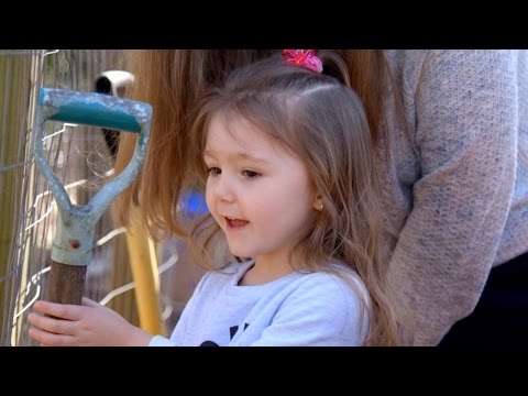 Adoptive parents, birth father battle for custody of 3-year-old girl | ABC News