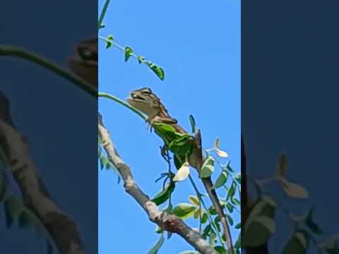 keetakanni thintunna baby thonda # shorts @nirmal videos