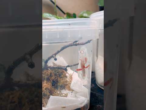 Bald geht’s ab ins Terrarium!🌸 #orchideenmantis #mantis #gottesanbeterin #terrarium