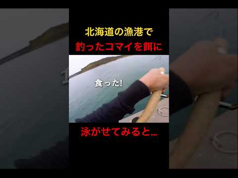 漁港から釣ったコマイを泳がせてみると… #泳がせ釣り #北海道釣り #shorts