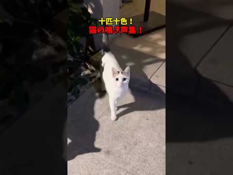 猫の動画サムネイル - イヤホンでお楽しみください☺️ #猫 #cat #cats #cute