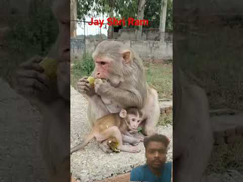 #monkey #ekmotahathighumechala #cute #funny #janemerijanemanbachpankapyarmerabhulnahijanare