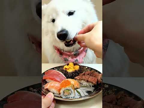 Let's share food for dogs