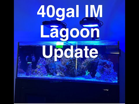 40gal Innovative Marine Lagoon August 2023 Update! Check out the new corals and how the fish tank is doing after swapping out the tanks.

Get 10% off f
