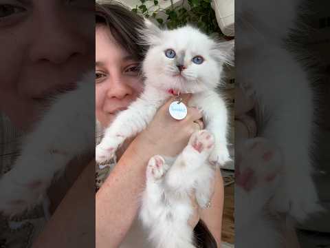 Sundae the blue Torti Mitted ragdoll #sacramento #california #kitten #ragdollcat