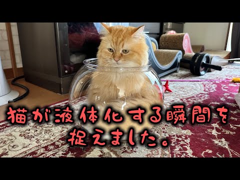 猫が液体化する瞬間を捉えました