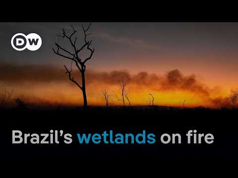 What makes it so hard to fight wildfires in Brazil's tropical wetlands? | DW News