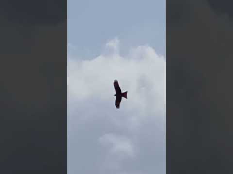 flying eagle  #shorts @nirmal videos
