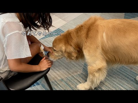 大好きな姉が、怪我をして帰ってきた時の愛犬の反応w