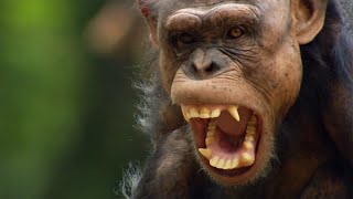 The Strange Politics Of The Animal Kingdom